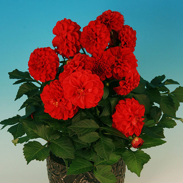Dahlia Lover Beach