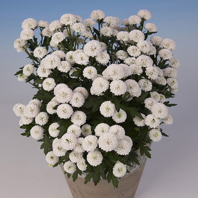 Chrysanthemum Pico Camino