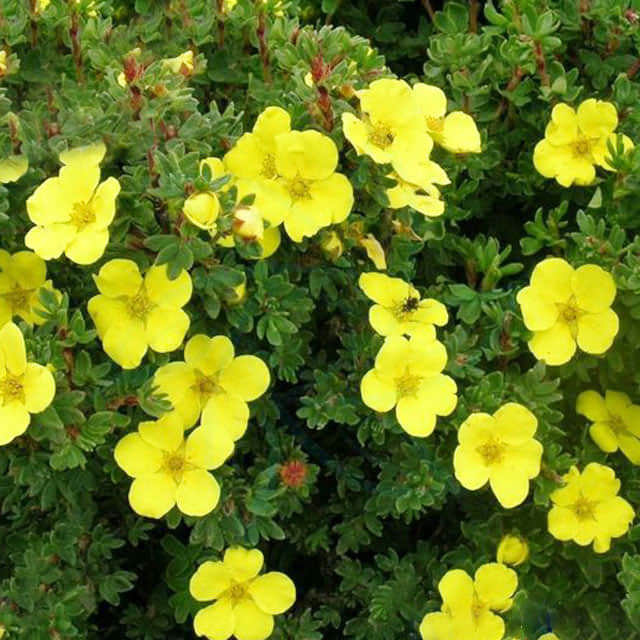 Potentilla fruticosa
