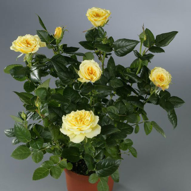 Mini Rose Sunny Jewel Tiny Black Flies