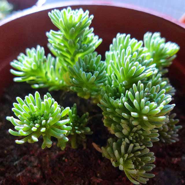 Sedum multiceps White Cottony Spots