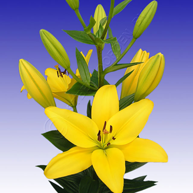 Lilium hybrid Pavia Ragnatele sottili