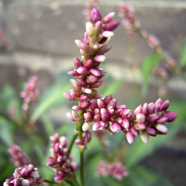 Polygonum pensylvanicum