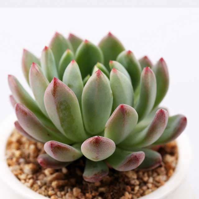 Echeveria Blue Apple Leggy Stems