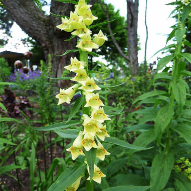 Digitalis lutea Fusti lunghi e sottili