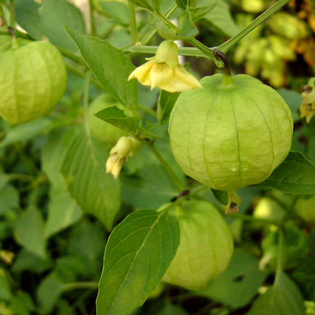 Physalis philadelphica