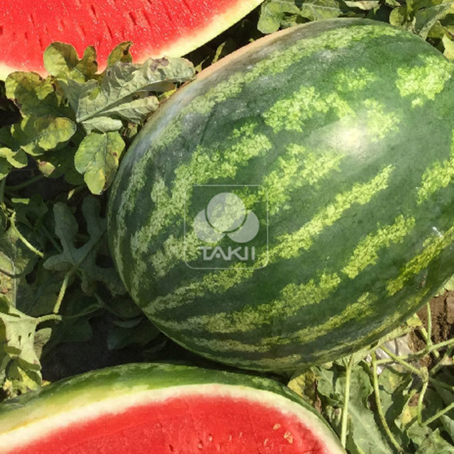 Watermelon E-48 F1 Drooping Leaves