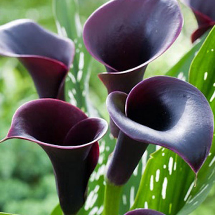 Zantedeschia Cantor Fine Webbing