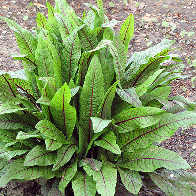 Rumex sanguineus