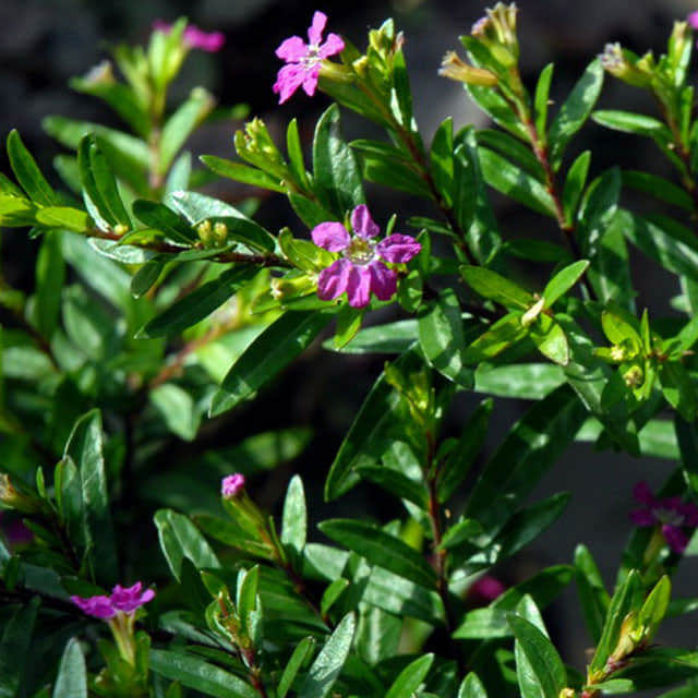 Cuphea ignea