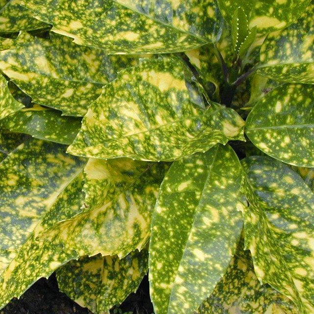 Aucuba japonica variegata