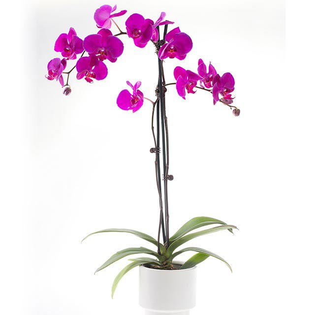 Phalaenopsis Seattle