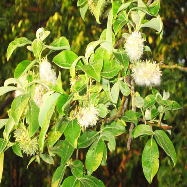 Salix caprea Yellow Leaves