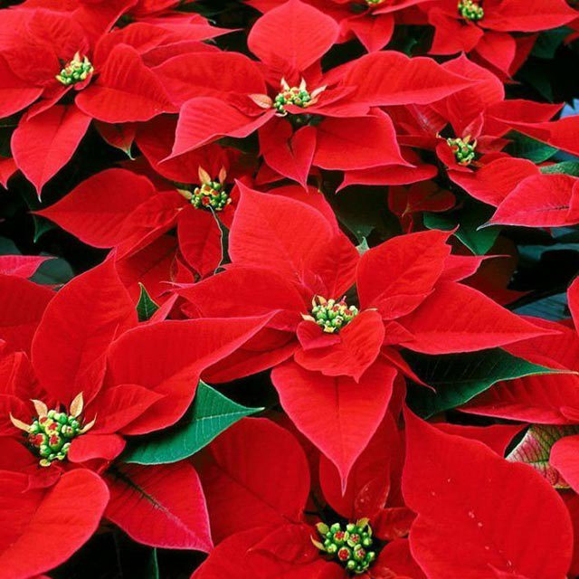 Euphorbia pulcherrima Caduta delle foglie