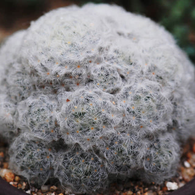 Mammillaria plumosa White Cottony Spots