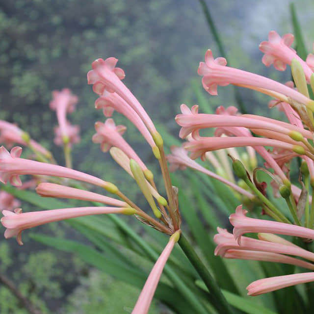 Cyrtanthus breviflorus