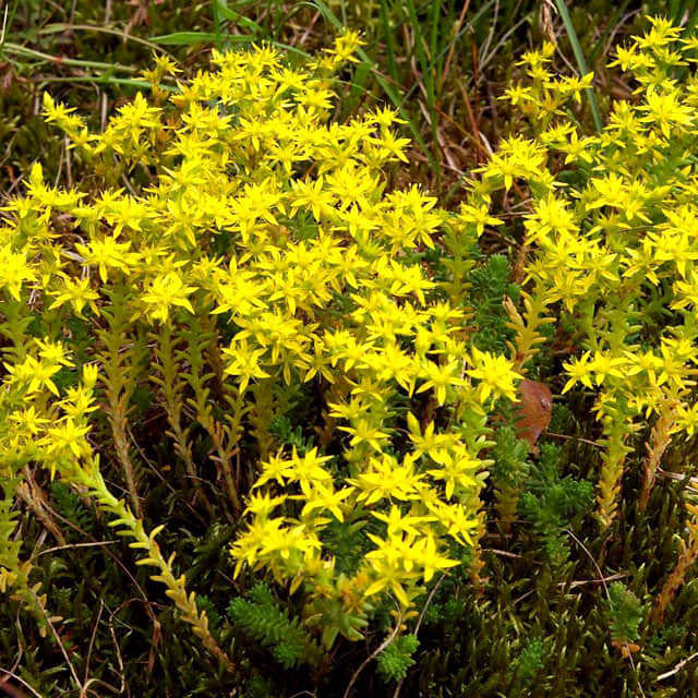 Sedum sexangulare