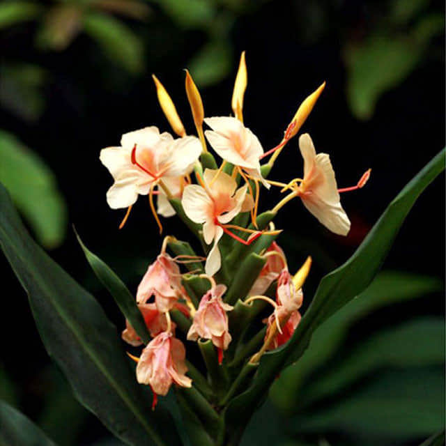 Hedychium gardnerianum