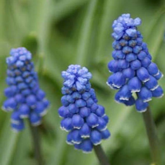 Muscari armeniacum