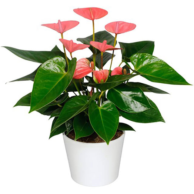 Anthurium andraeanum Royal Pink Champion