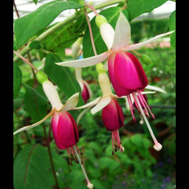 Fuchsia magellanica