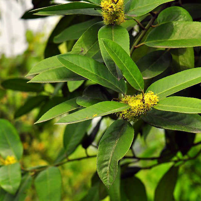 Ilex latifolia
