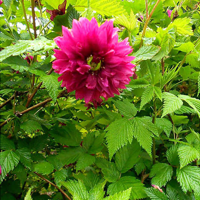 Rubus spectabilis