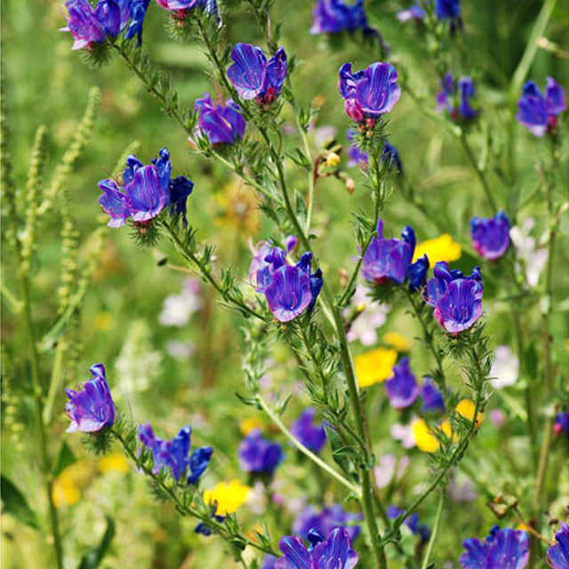 Echium plantagineum