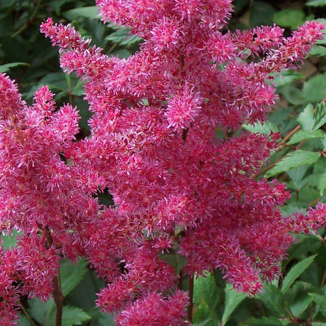 Astilbe hybrida