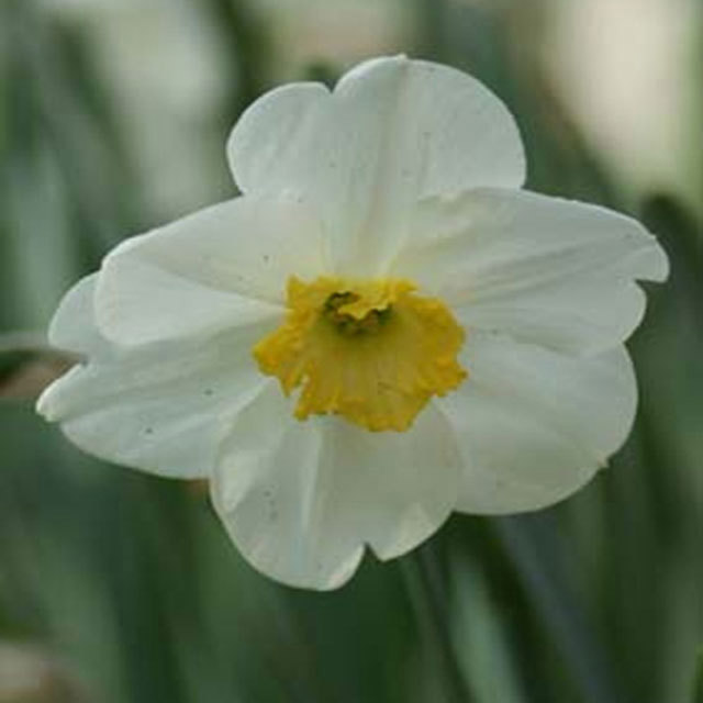 Narcissus Loth Lorien