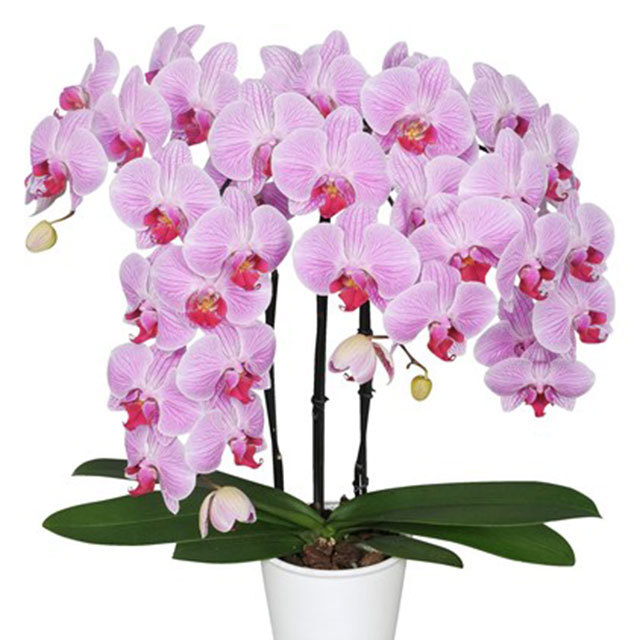 Phalaenopsis Cleveland White Powder