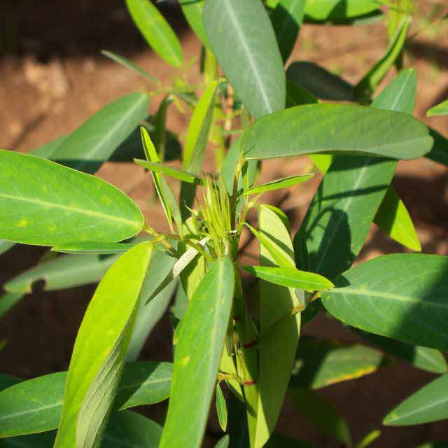 Codariocalyx motorius