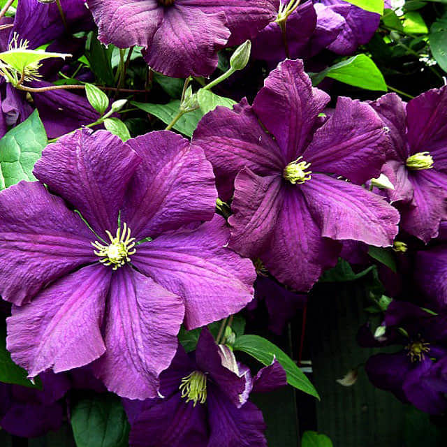 Clematis viticella