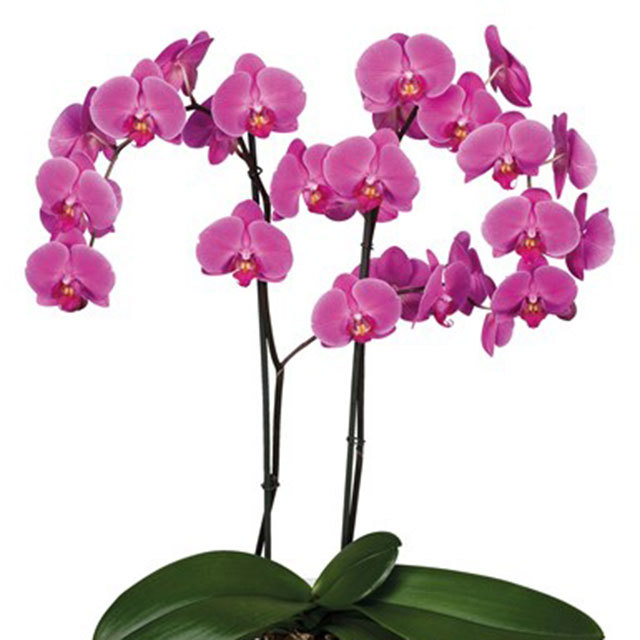 Phalaenopsis Hollywood