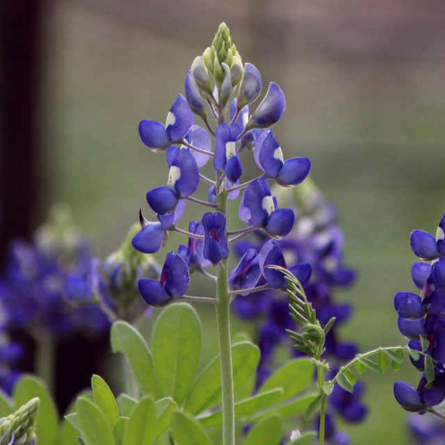 Lupinus texensis