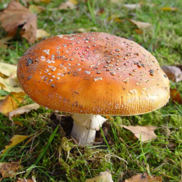 Agaricus campestris