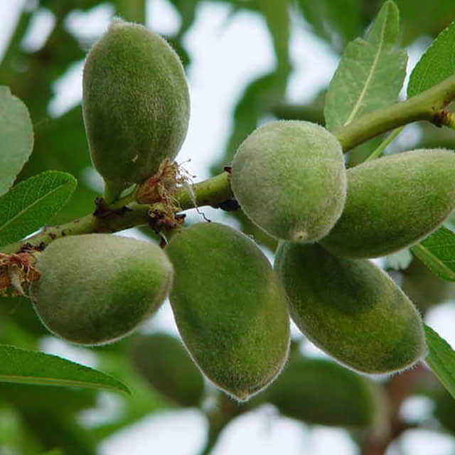 Prunus dulcis