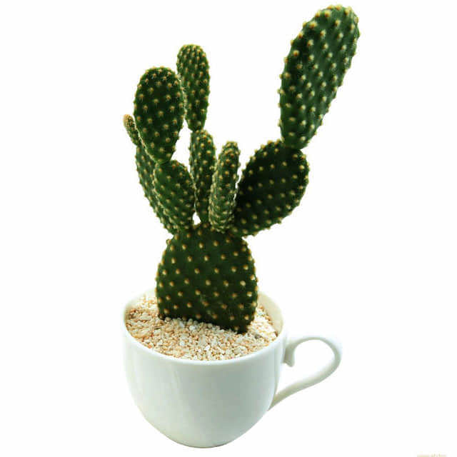 Opuntia microdasys