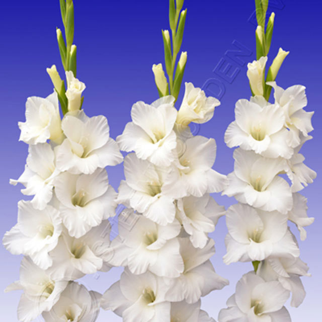 Gladiolus Amsterdam