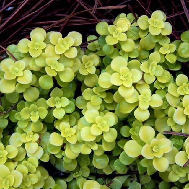 Sedum makinoi Fine Webbing