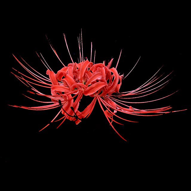 Lycoris radiata