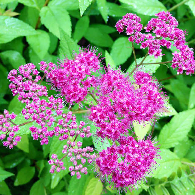 Spiraea japonica