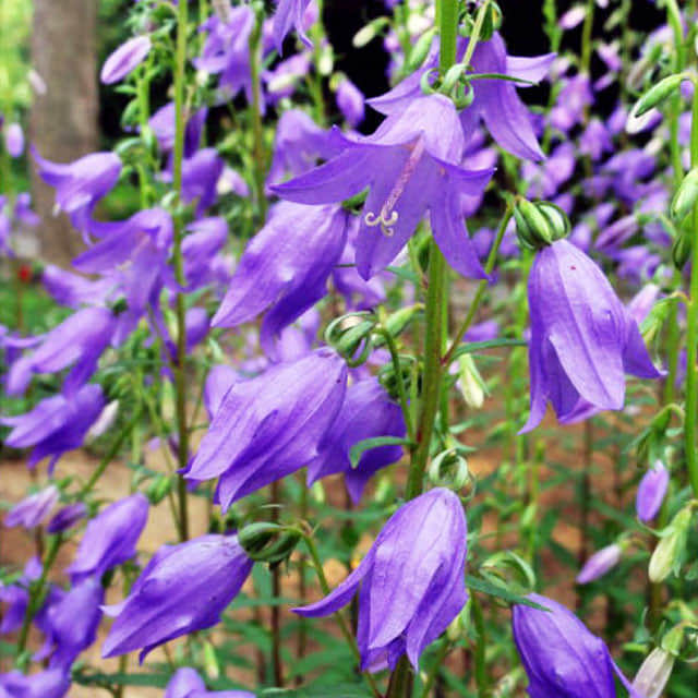 Campanula rapunculus