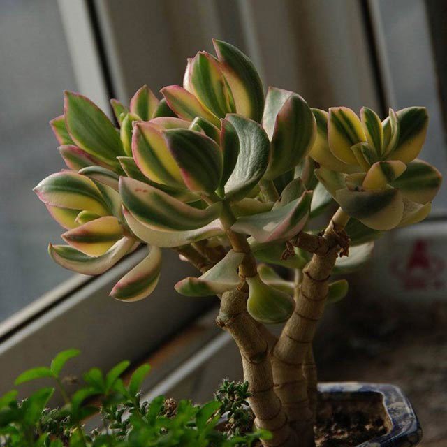 Crassula ovata