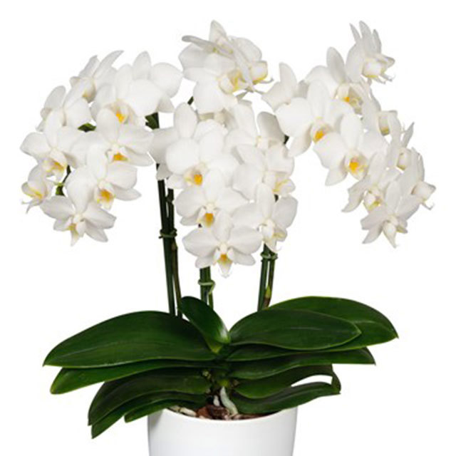 Phalaenopsis Davos