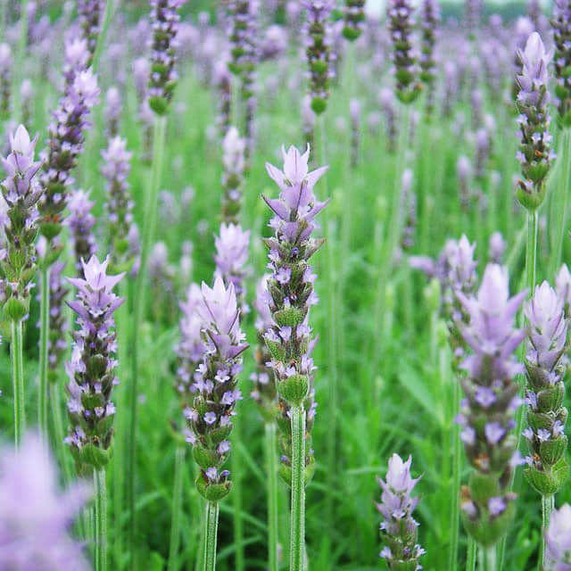 Lavandula dentata