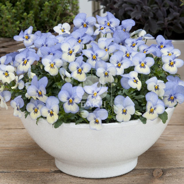Viola cornuta Blue Picotee