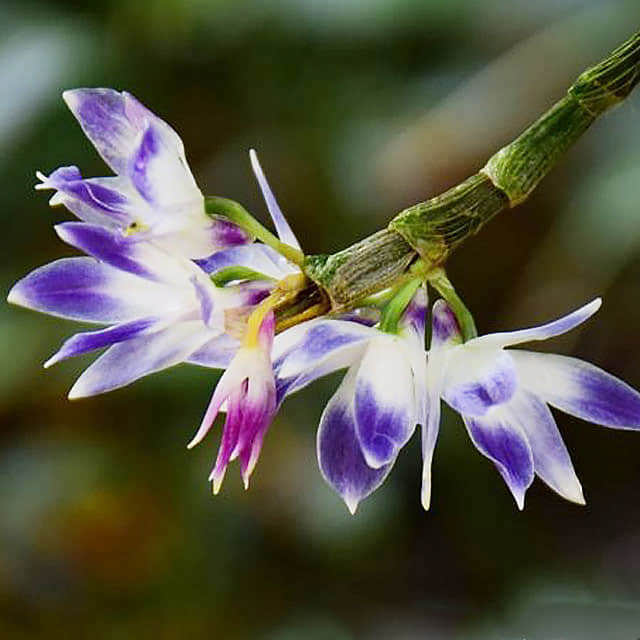 Dendrobium victoriae reginae