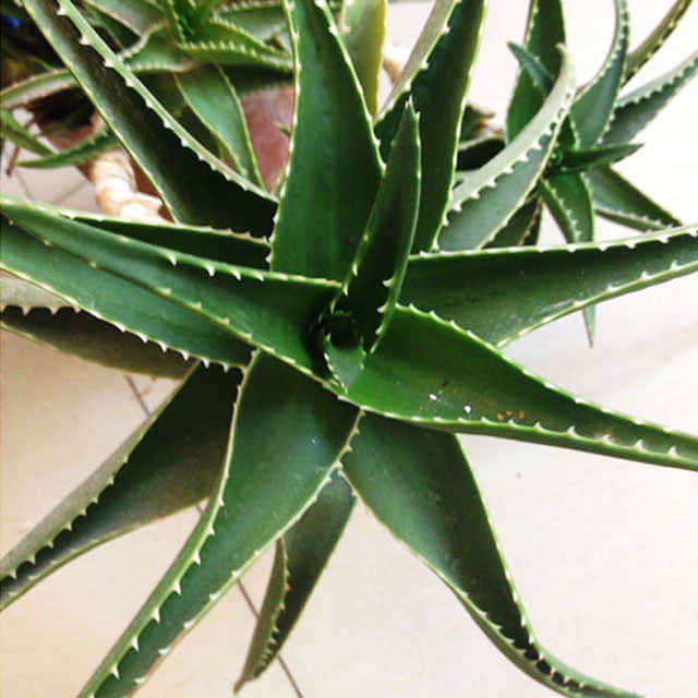 Aloe ferox