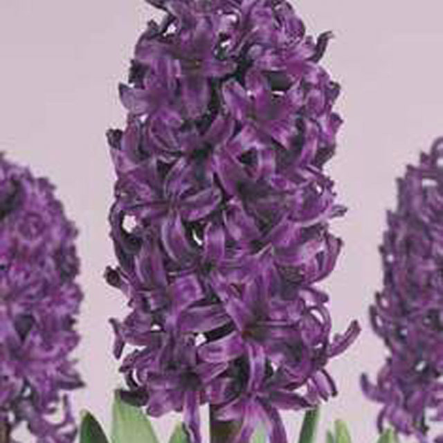 Hyacinthus orientalis Kronos